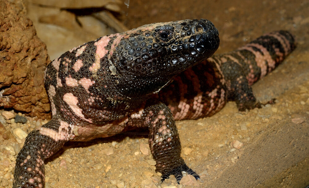 Gila monster lizards harmful to humans 