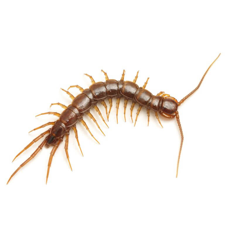 Myriapods