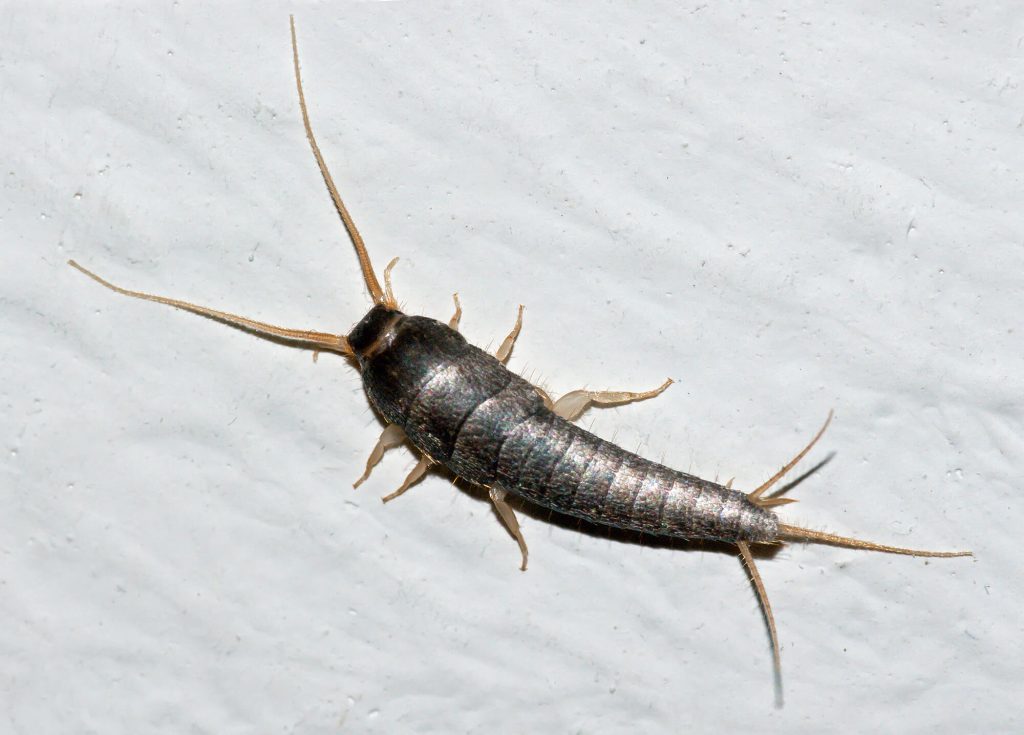 Silverfish