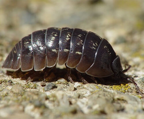 Woodlice