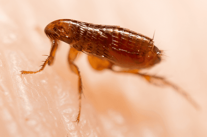 Get rid of Fleas in home