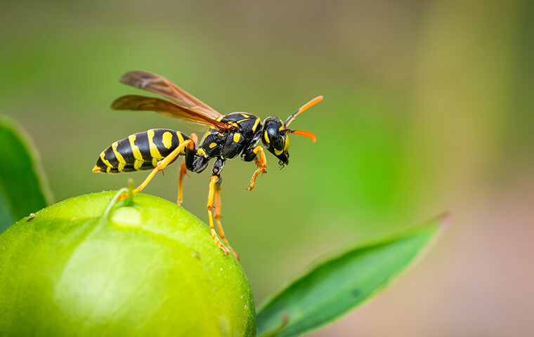 Wasps